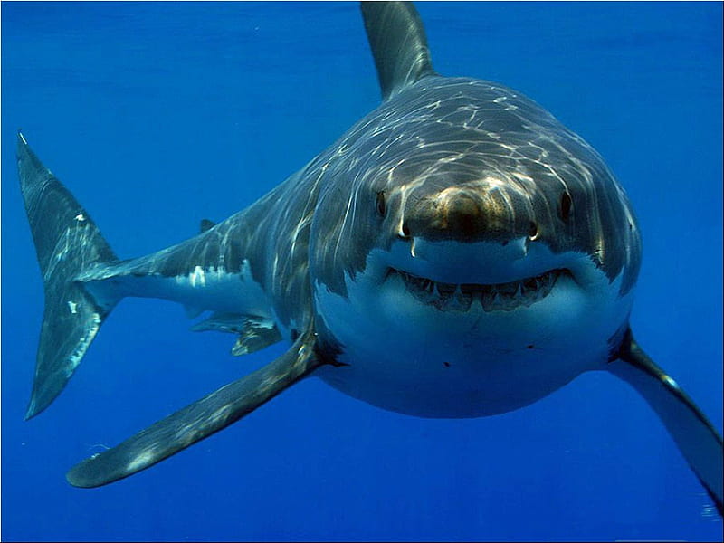 Great white shark, shark, dead, laughing, great, white, HD wallpaper
