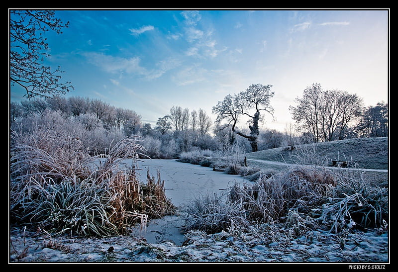 winter in fields, snow, white, trees, shrubs, bushes, winter, frost, HD wallpaper