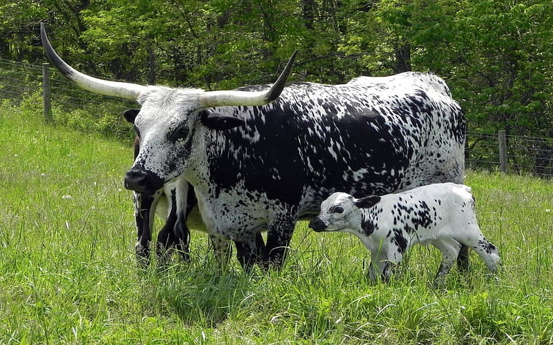 Texas Long Horn Cows, Baby, Texas, Long, Horn, Cows, Mother, HD wallpaper