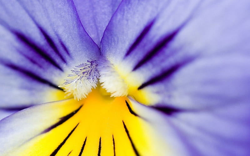 Pansy, yellow, spring, abstract, purple, macro, close-up, texture, flower, skin, blue, HD wallpaper