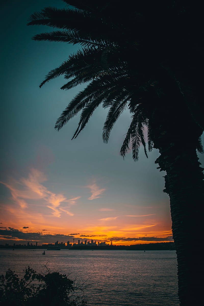 coast, palm, twilight, city, horizon, dark, HD phone wallpaper