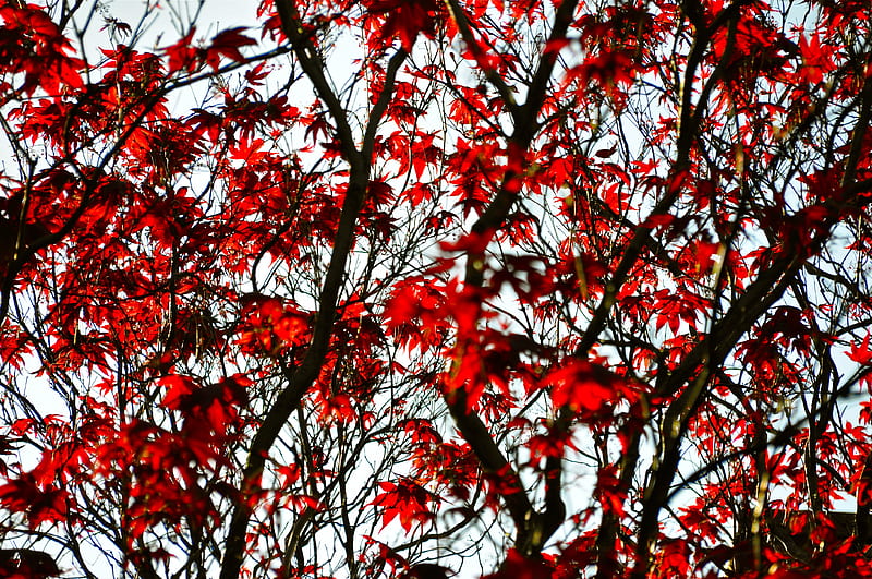 maple, branches, leaves, tree, red, HD wallpaper