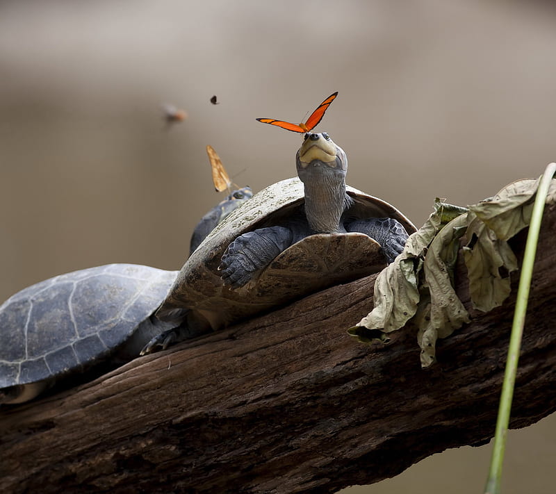 Butterfly On Turtle, colors, landscape, nature, HD wallpaper
