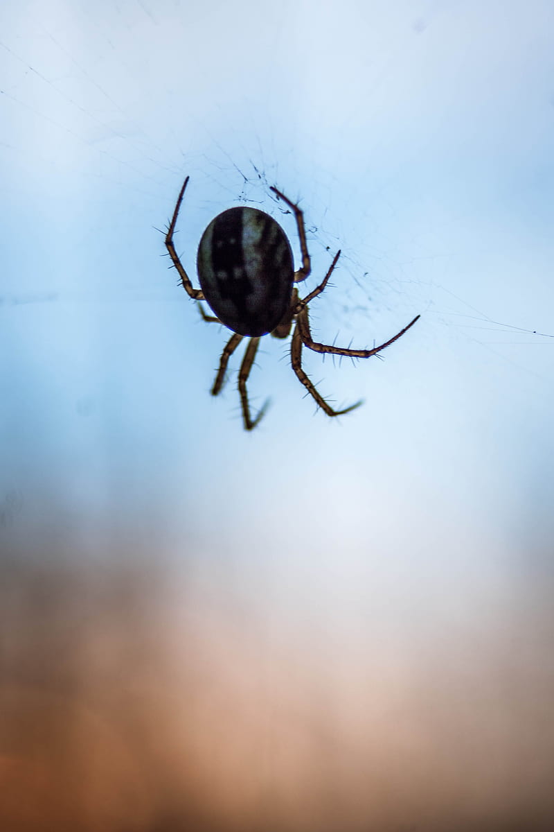 spider, macro, close-up, cobweb, HD phone wallpaper