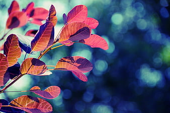 HD design of leaves wallpapers | Peakpx