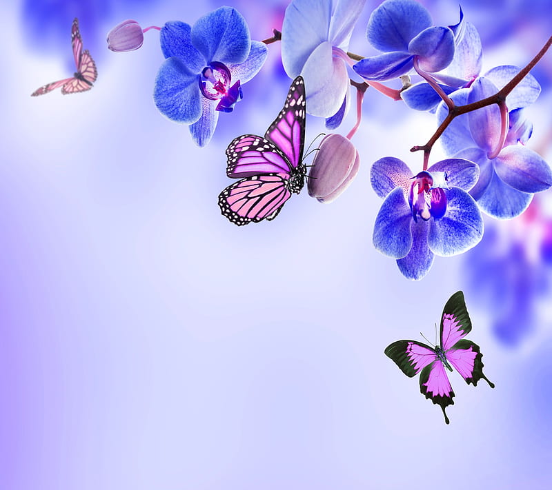 Butterfly, flower, insect, moth, plant, HD wallpaper