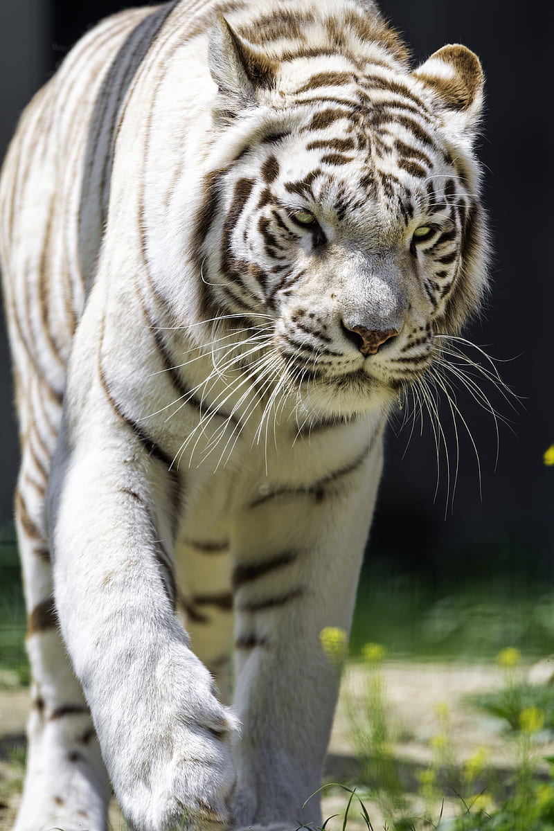 white tigress, movement, predator, big cat, tiger, HD phone wallpaper