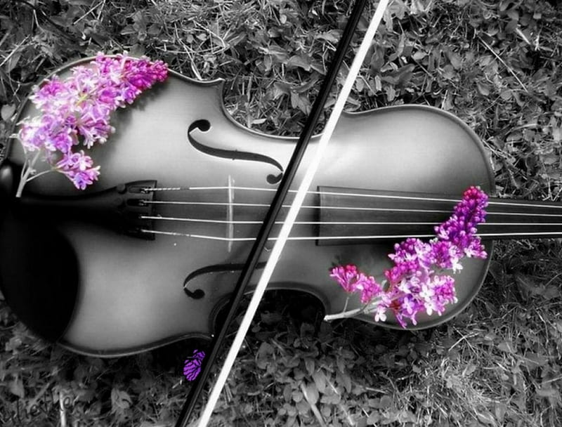 . ., black, flowers, violin, butterfly, HD wallpaper
