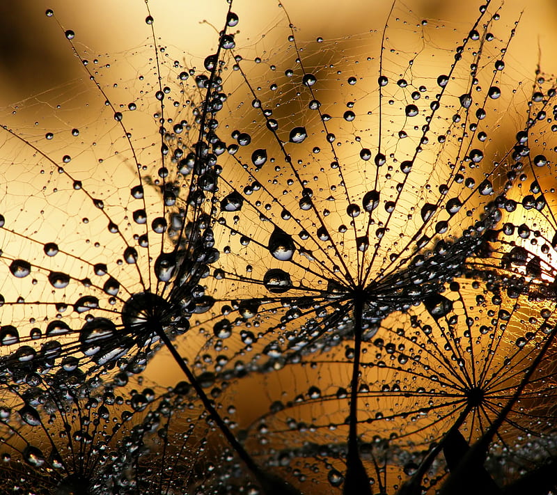 Dandelion Seed, botanic, bubbles, dew, droplet, drops, floral, HD wallpaper