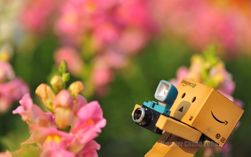 danbo learning graphy-Carton with the film people Danbo, HD wallpaper