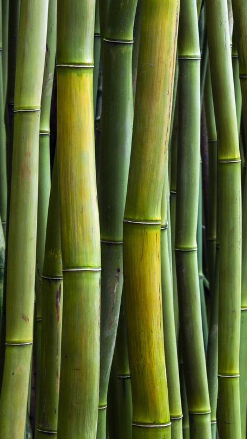Zen, bamboo, green, tree, HD phone wallpaper