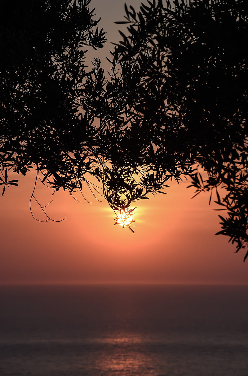 sunset, sun, branches, sea, horizon, HD phone wallpaper