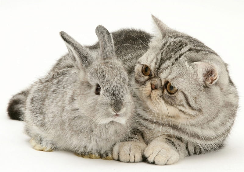 Friends, pet, rabbit, paw, bunny, cat, couple, animal, pisica, HD wallpaper