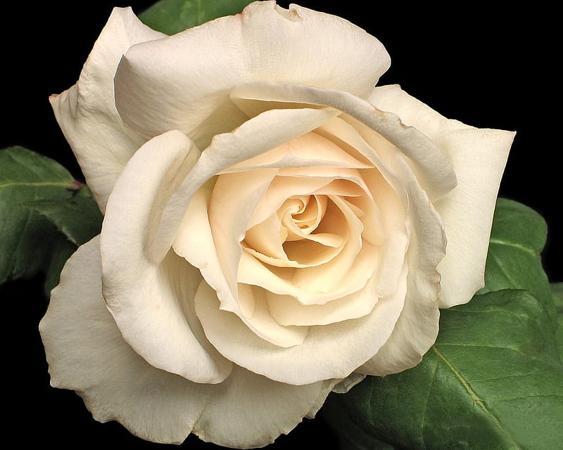 https://w0.peakpx.com/wallpaper/243/135/HD-wallpaper-old-fashioned-rose-ivory-rose-white-rose-rose.jpg