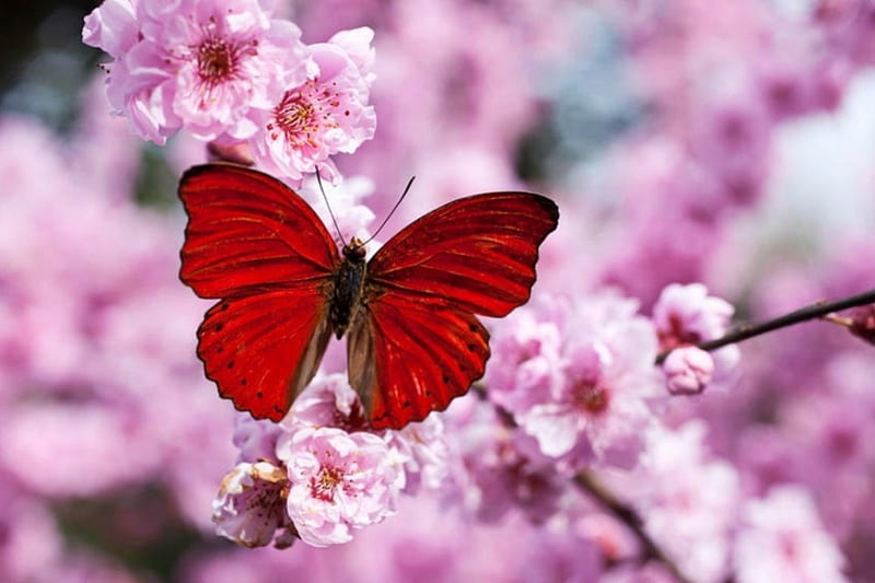 Plum blossom, red, plum, blossom, butterfly, spring, HD wallpaper