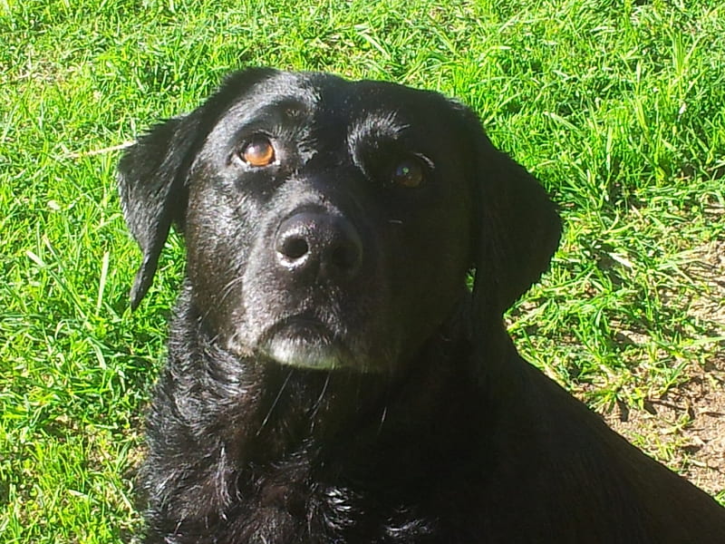 My Hannah, age 10 years, black, Dog, companion, Labrador, HD wallpaper