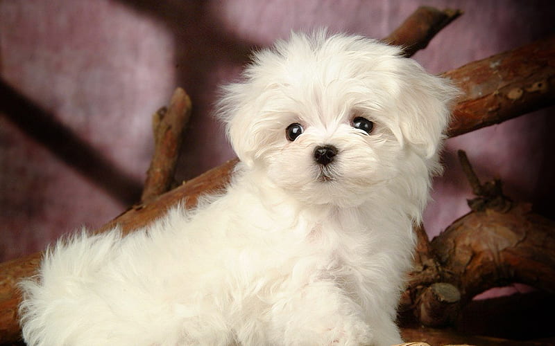 Cuddly fluffy maltese puppy, maltese, fluffy, puppy, dog, HD wallpaper