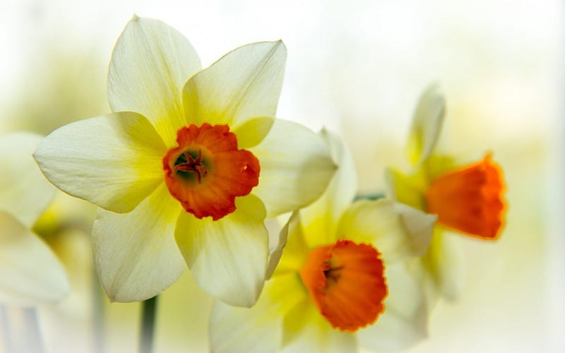 Narcissus, flowers, nature, spring, HD wallpaper