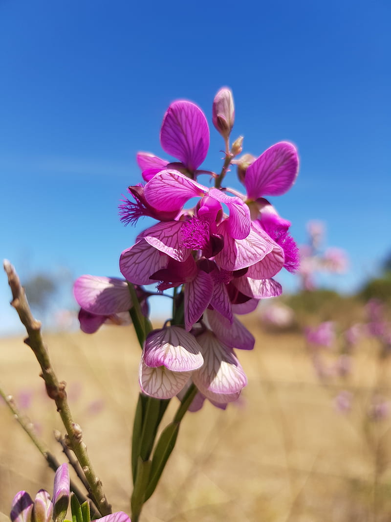 Wild orchid, nature, wild flower, HD phone wallpaper
