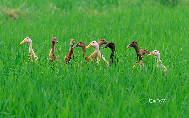 Ducks in a rice field near Ubud Bali Indonesia, near, Field, Ducks, A, Indonesia, Rice, ubud, Bali, In, HD wallpaper