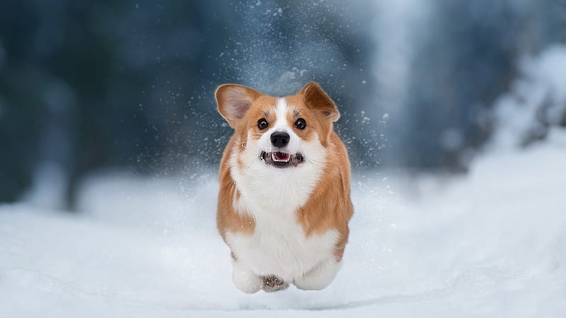 Brown White Corgi Dog Is Running In Snow Field Dog, HD wallpaper