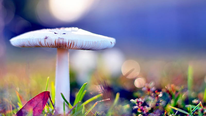 White Mushroom On Green Grass In Blur Violet Background Beautiful, HD wallpaper