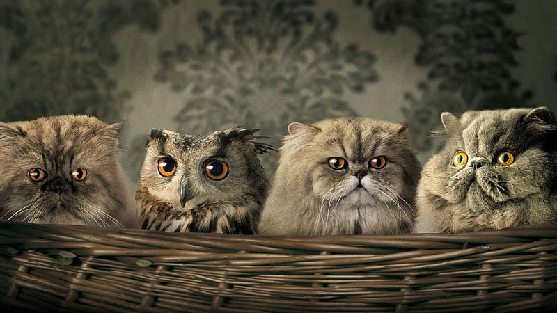 Funny Animals Owl Three Gray Cats Inside Basket Funny Animals, HD wallpaper