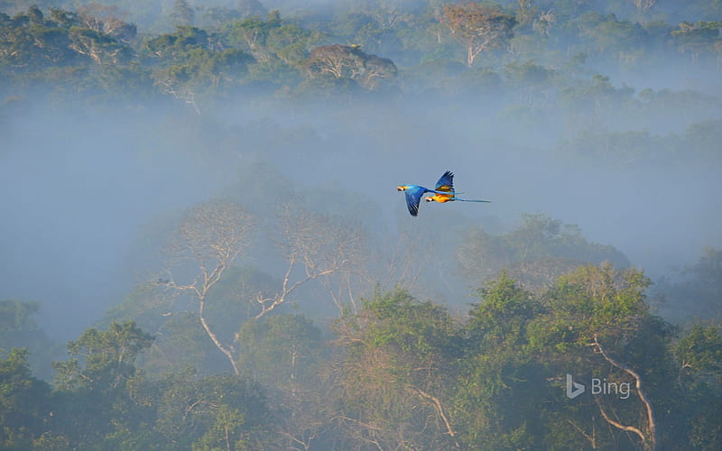 Macaws Amazon Rainforest in Brazil-2017 Bing, HD wallpaper