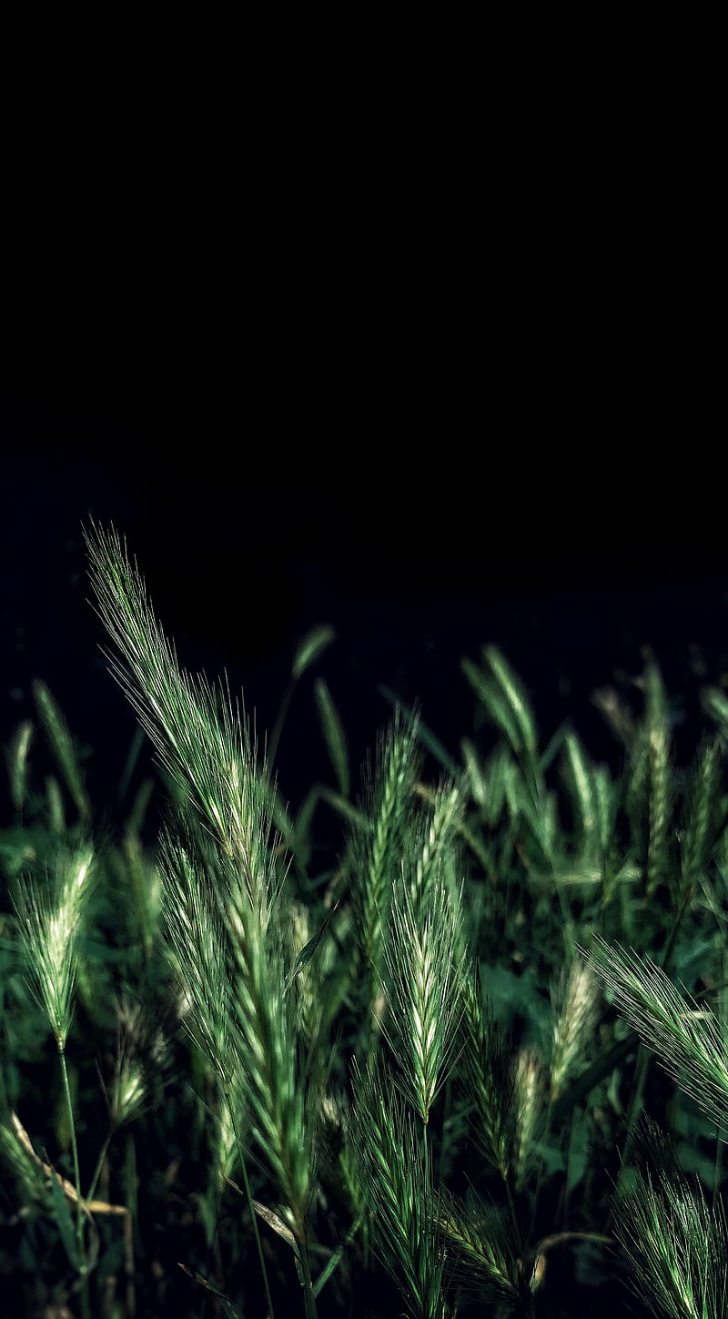 ears, grass, field, night, HD phone wallpaper