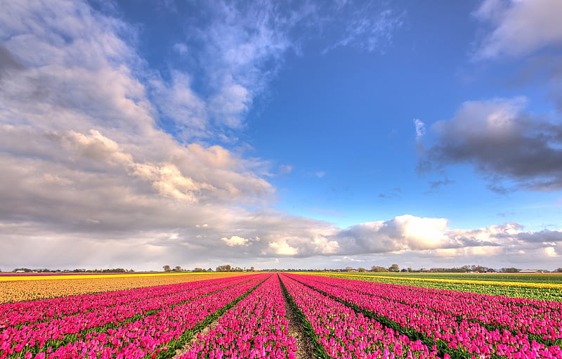 field, clouds, flowers, blue, perspective, beauty, positive, spring, tulips, pink, the beds, Netherlands, flowering, a lot, the ranks, flower field for , section пейзажи, Spring Flower Fields, HD wallpaper