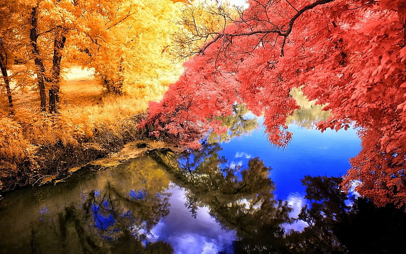 Season Colors, autumn, yellow, bonito, trees, dry grass, leaves, blue ...
