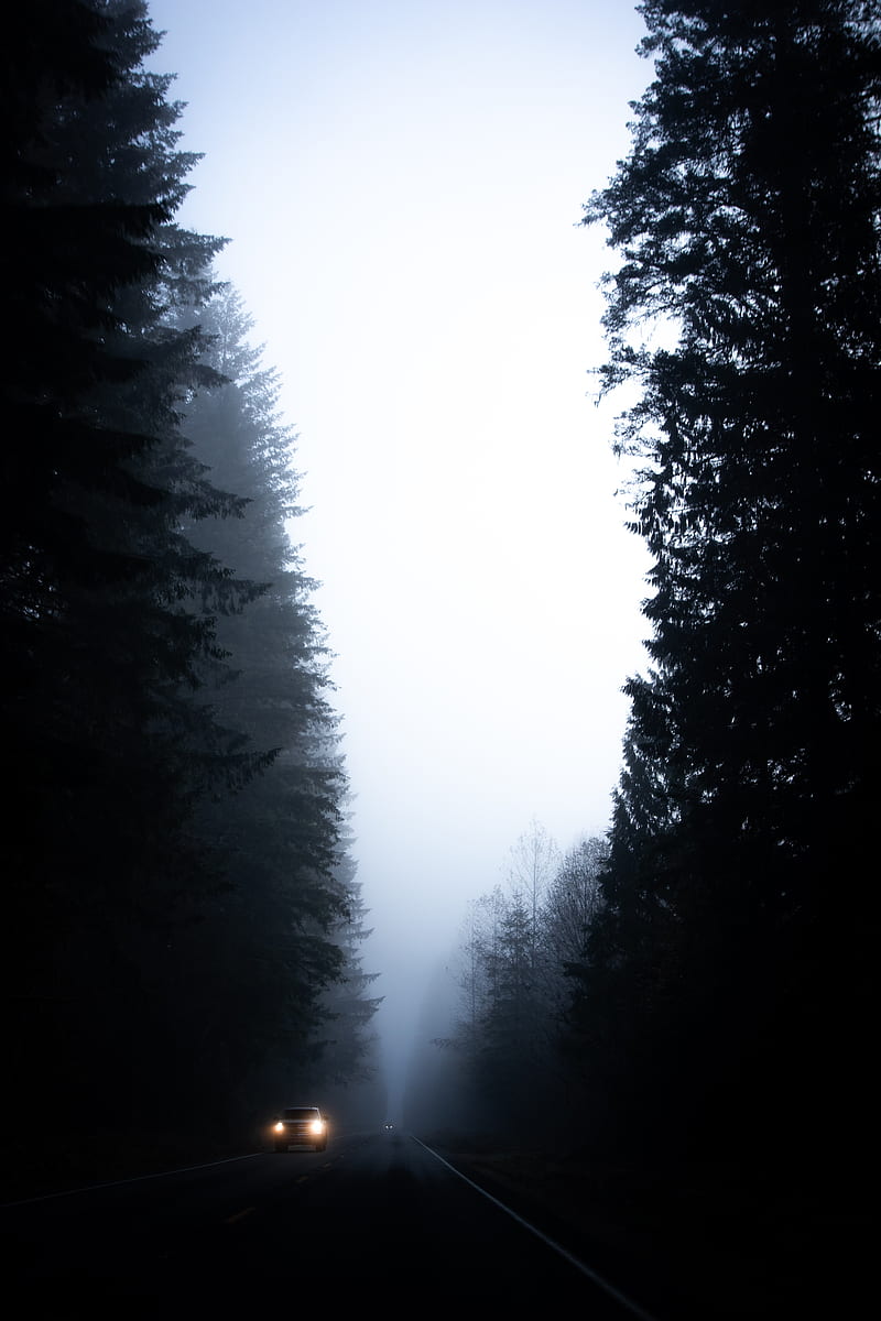 road, fog, dark, trees, car, HD phone wallpaper