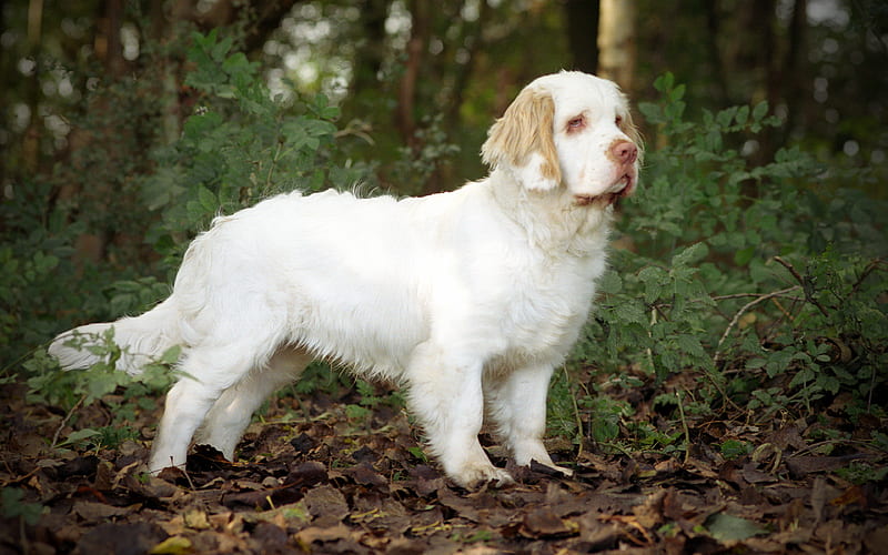 Clumber Spaniel forest, pets, white dog, dogs, Clumber Spaniel Dog, HD wallpaper