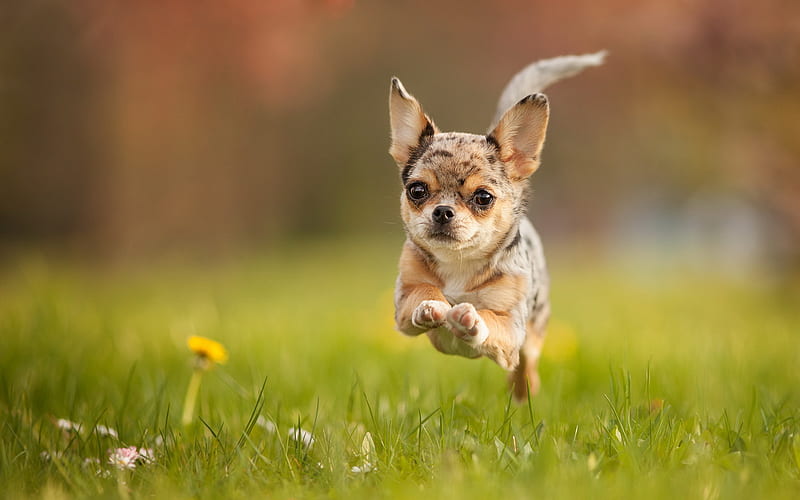 Chihuahua Dog, lawn, running dog, flying dog, dogs, cute animals, pets, Chihuahua, HD wallpaper