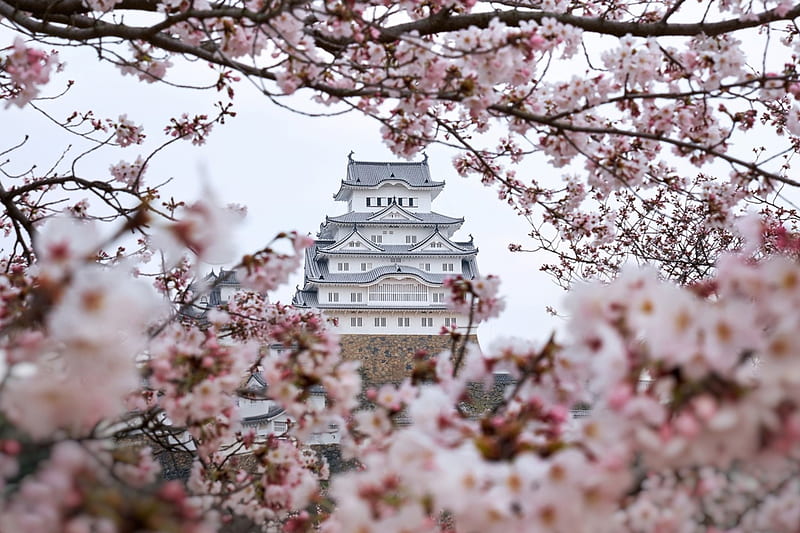 Flores de cerezo, flores, japón, primavera, castillo, Fondo de pantalla HD  | Peakpx