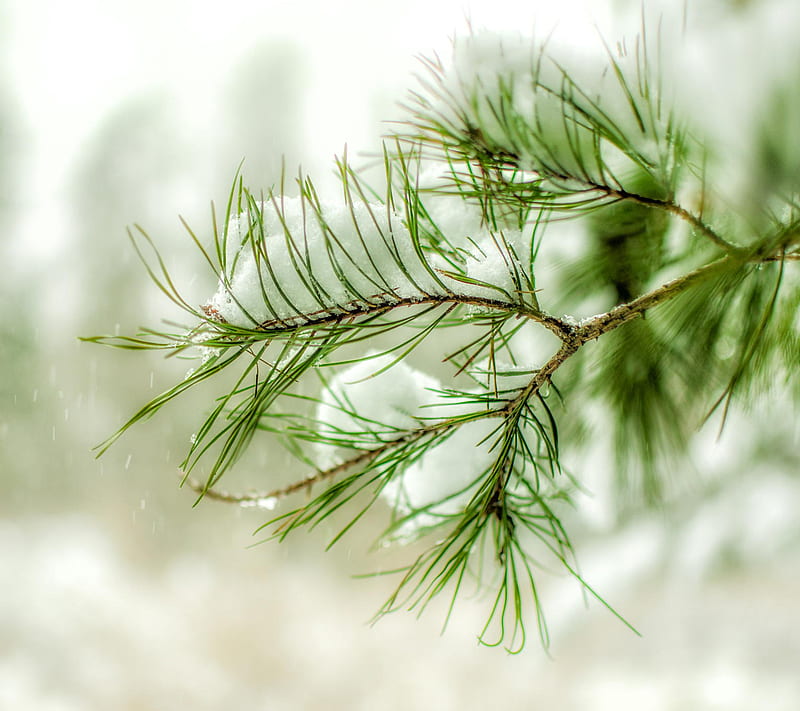 snow pine, branch, green, tree, twig, winter, HD wallpaper