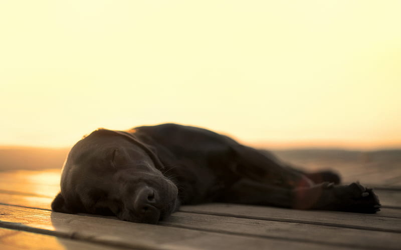 black labrador, sunset, sleeping dog, retriever, pets, labradors, close-up, HD wallpaper