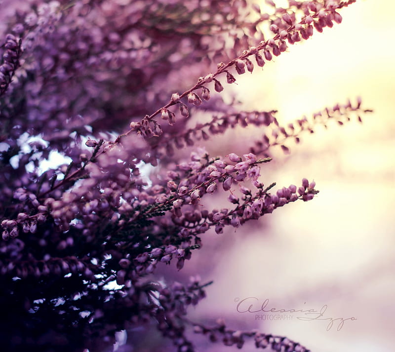 HD lavender coloured wallpapers | Peakpx