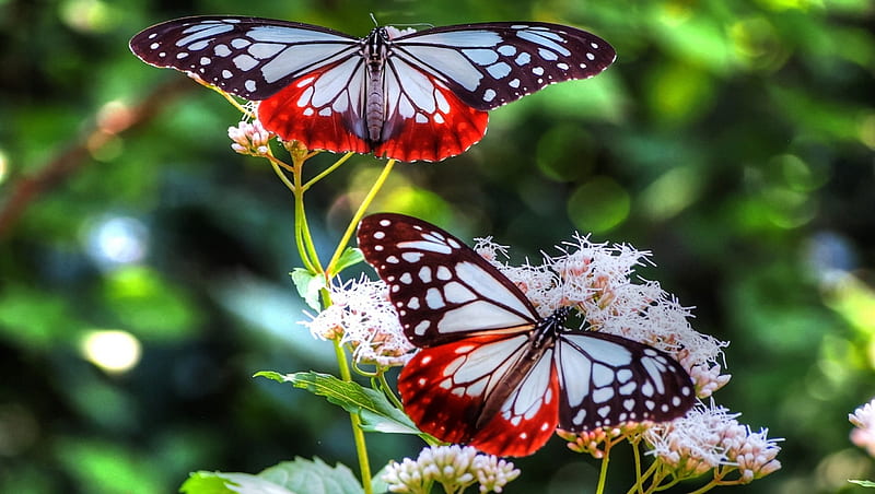 Large White and Red Butterflies, red, wings, closeup, butterflies, green, flowers, antennas, nature, white, stem, animals, HD wallpaper