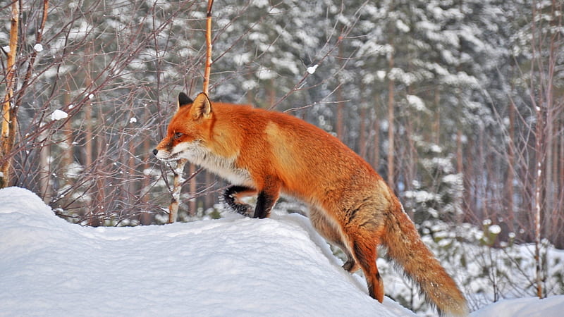 Fox In Snow, fox, snow, animals, HD wallpaper