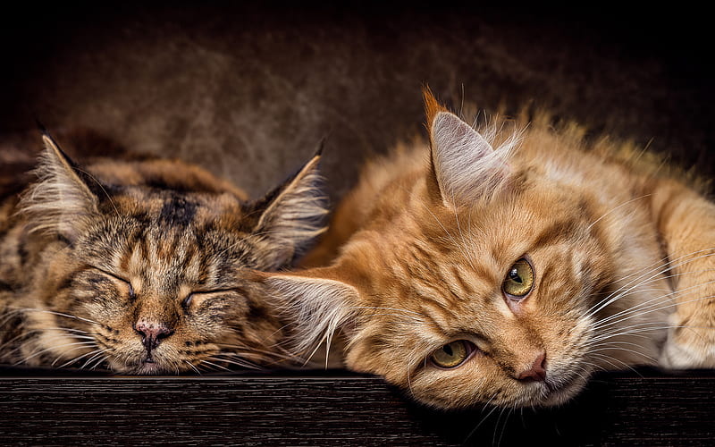 Maine Coon, sleeping cat, fluffy cat, ginger cat, cute animals, ginger Maine Coon, pets, cats, domestic cats, Maine Coon Cat, HD wallpaper