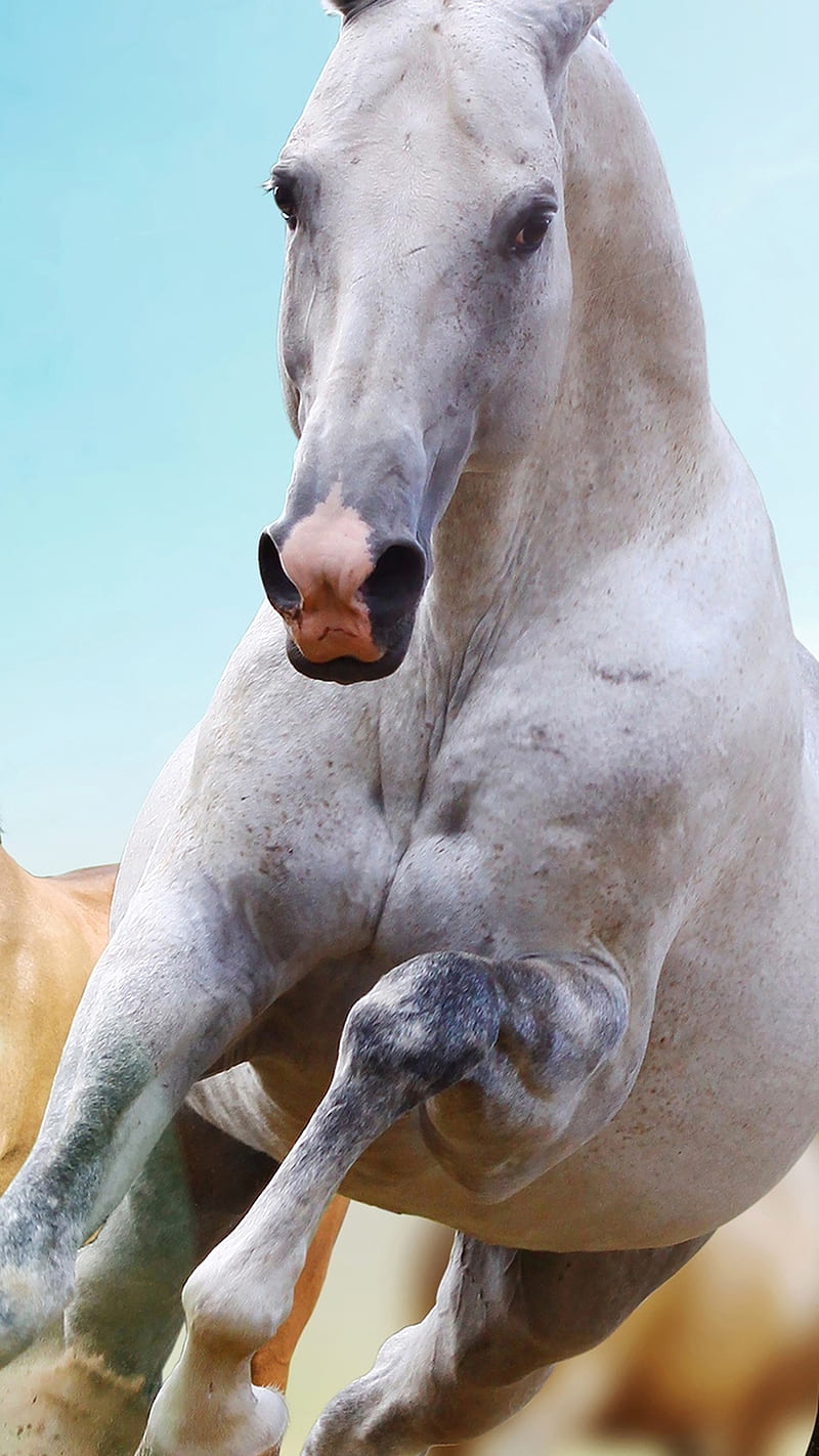 White Horse Run, animal, HD phone wallpaper | Peakpx
