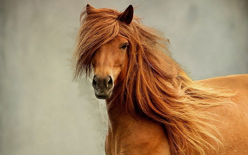 Horse mane head eyes-Grassland animal, HD wallpaper