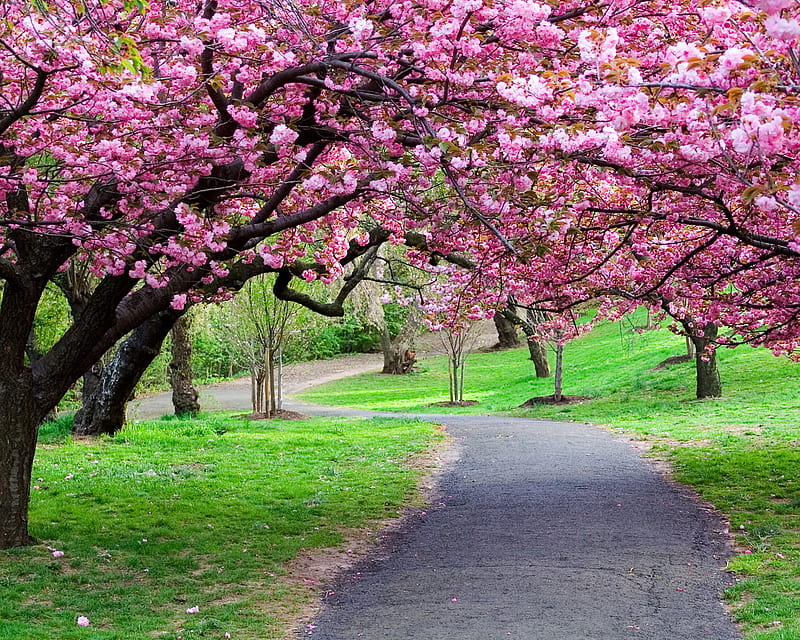 Nature , bonito, flowers, green nature, pink, road, way, HD wallpaper