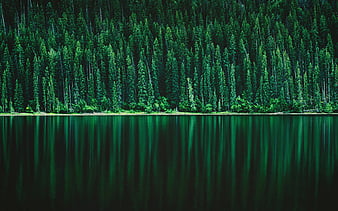 Forest lake, green trees, forest, beautiful nature, lake landscape, Pine  tree forest, HD wallpaper