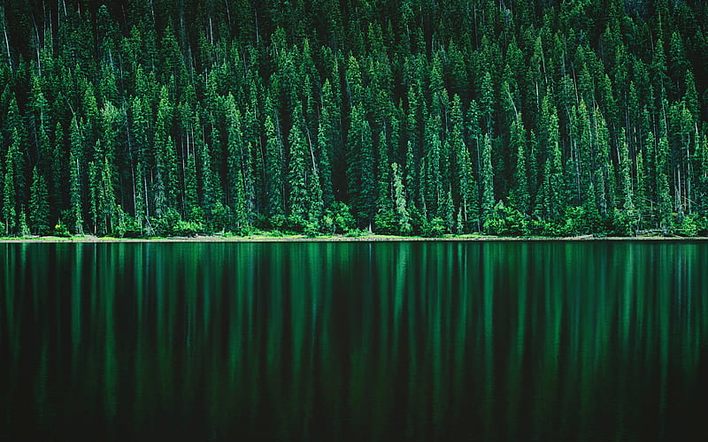 forest lake, green trees, forest, beautiful nature, lake landscape, Pine tree forest, HD wallpaper