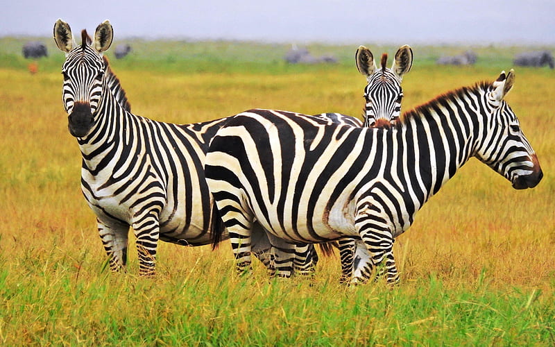 Zebras in Kenya, savanna, zebras, grass, Africa, Kenya, HD wallpaper
