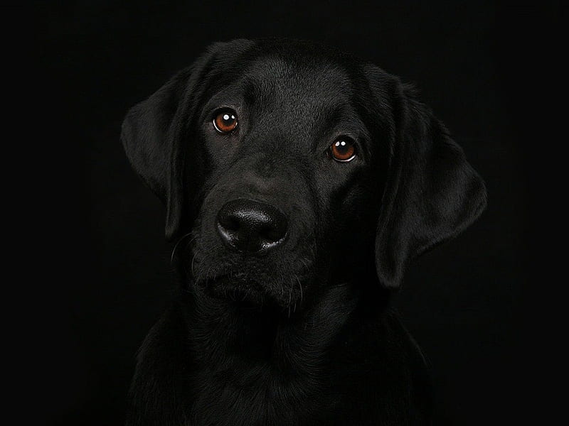 BEAUTIFUL BLACK, puppies, black background, pets, animals, dogs, labradors, HD wallpaper