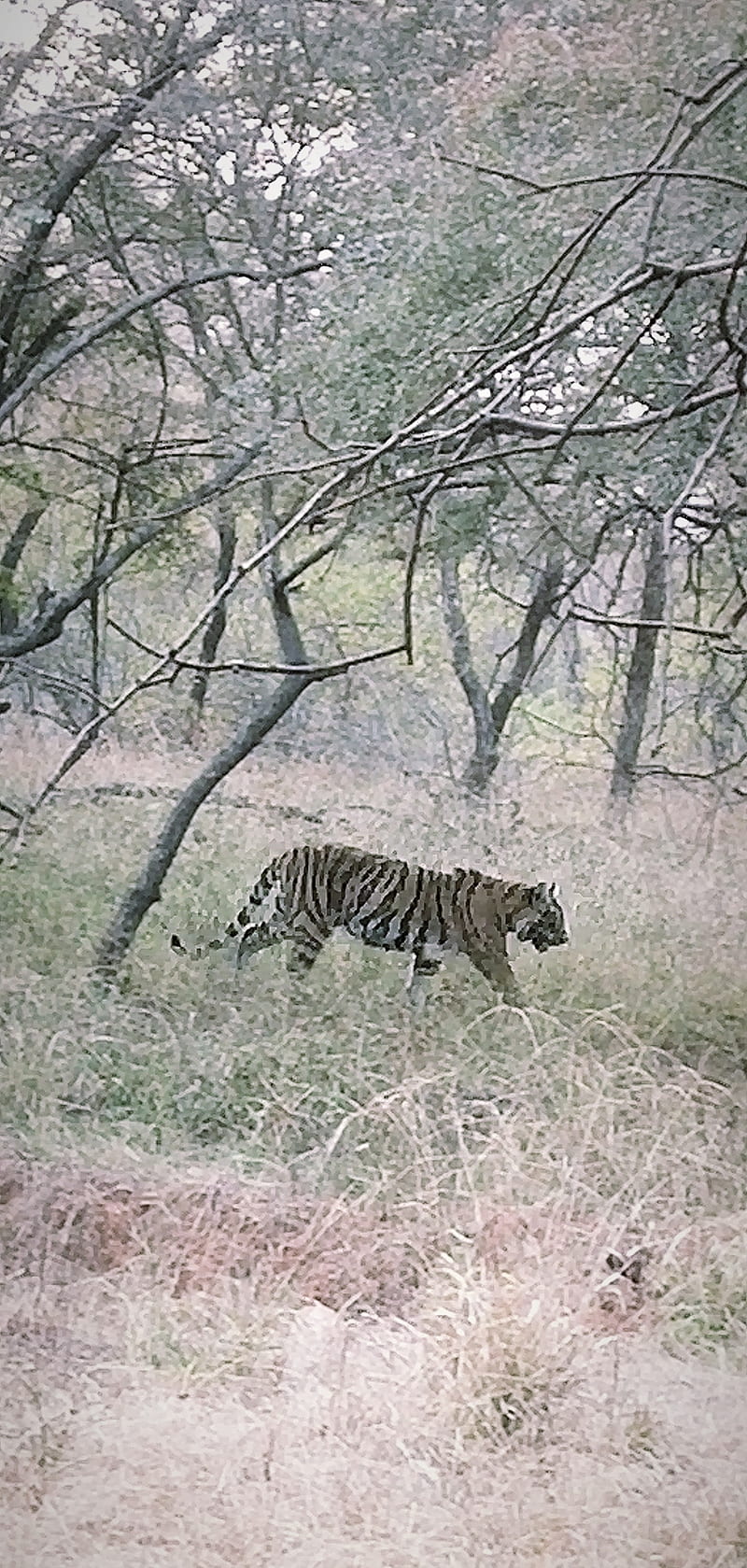 Tiger, anima, dust, forest, jungle, phonephorography, ranthambore, tigers, trees, HD phone wallpaper