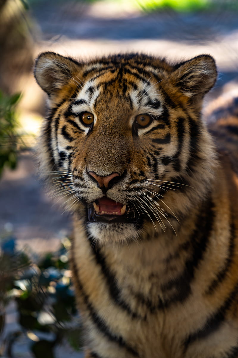 tiger, cub, view, big cat, wildlife, HD phone wallpaper